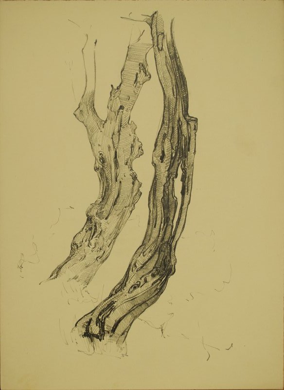 1928 ca. -  Studio di alberi a Sorrento